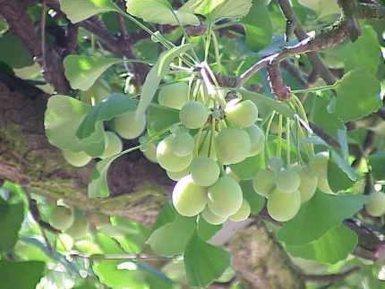 GINKGO biloba Mabet Ağacı Tohumu (3 tohum)