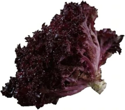 Kıvırcık Marul Tohumu 200 Adet Tohum Lolo Rosso