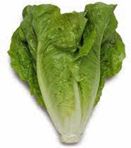 Garden Yerli Marul Yedikule 1000 Ad. Tohum