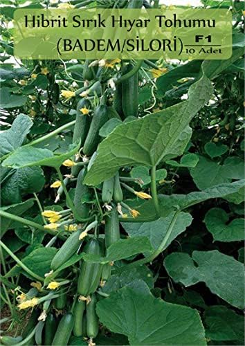 Organik Hibrit Salatalık Tohumu 10 Adet Badem Hıyar Tohumu F1 (Badem-Silor)