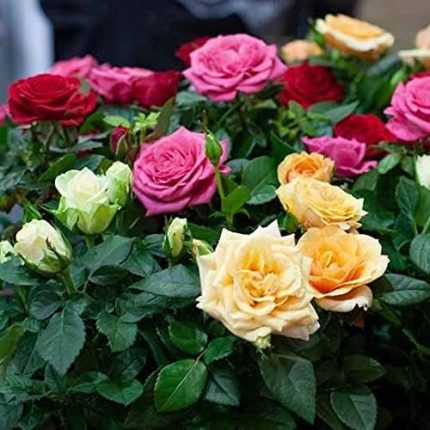 Paket Tüplü Yediveren Kokulu Karışık Gül Fidanı (5 Adet)