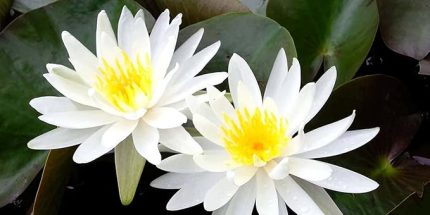 ADET NİLÜFER LOTUS ÇİÇEĞİ TOHUMU