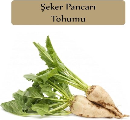 Organik Şeker Pancarı Tohumu 1 Paket (10Gr=500+ Adet) Pancar Tohumu