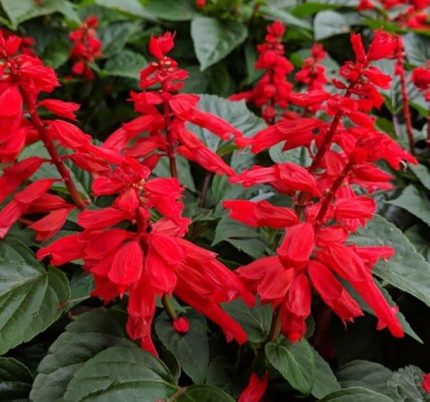 Ateş Çiçeği Tohumu (Bodur Çok Çiçekli) Kırmızı Renkli - 15 Tohum