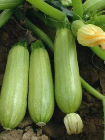 Garden Doğal Sakız Tipi Dolmalık Kabak Tohumu 20 Ad. Tohum