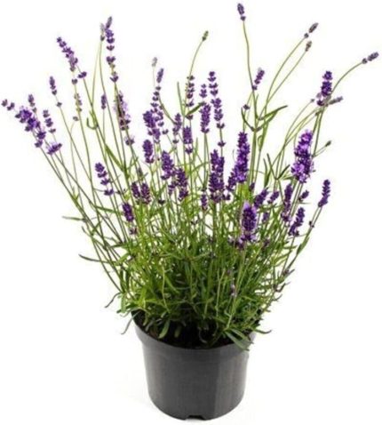 İthal Mis Kokulu İngiliz Lavanta Çiçeği Tohumu 40 Adet Lavanta Tohumu