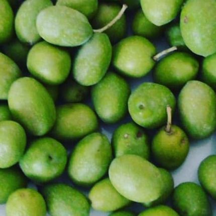 Sarı Ulak Zeytin Fidanı