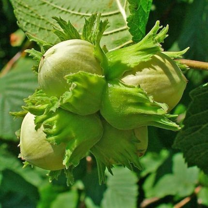 Tüplü İri Meyveli Palaz Fındık Fidanı