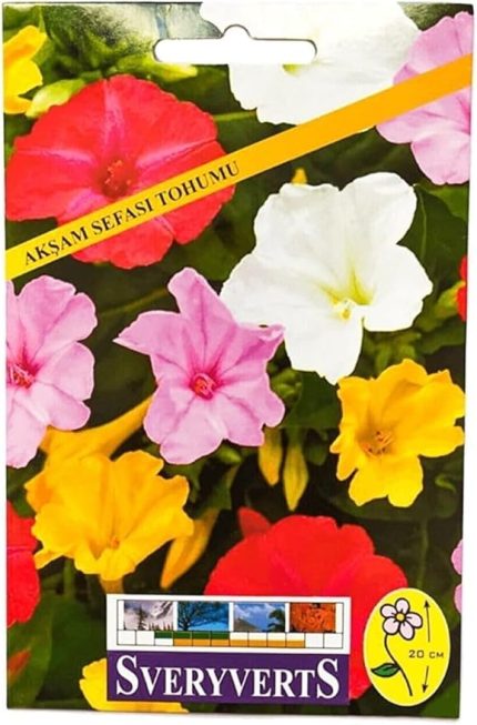 Akşam Sefası Çiçeği Tohumu