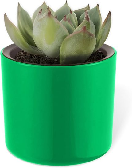Mimoza Saksı Küçük Boy Plastik Kaktüs Sukulent Saksısı (Yeşil, 0.2 Litre)