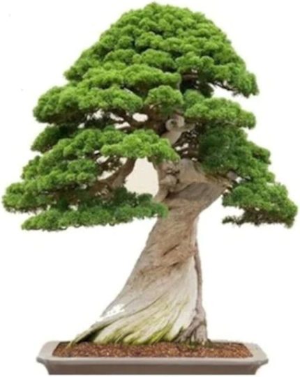 Look Okaliptüs Bonzai Ağacı Tohumu 5 Adet Bonsai Ağacı Tohumu TH-8777963100144