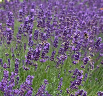 Tohumu (Kalıcı Keskin Kokulu) Mavi Renkli - 5 Tohum