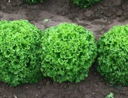 Doğal Marul Tohumu Kıvırcık Arapsaçı