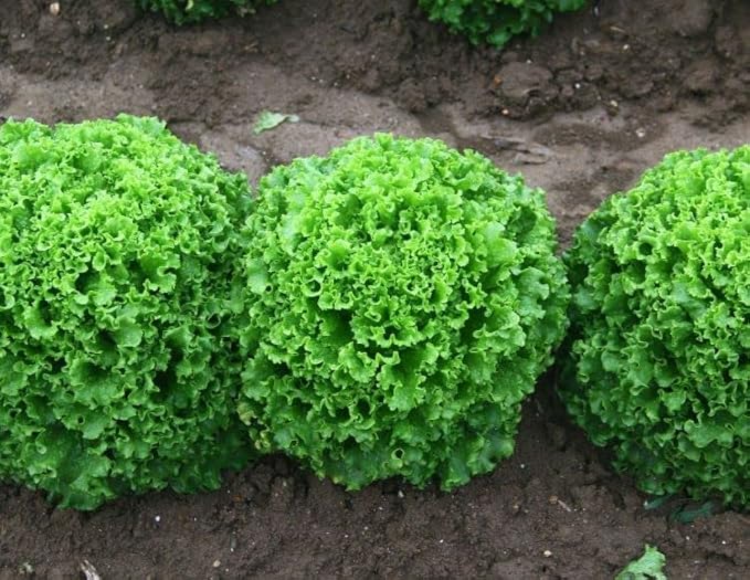 61Irwo5vmmL._AC_SX679_