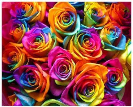 Look 100 Adet Hollanda Gökkuşağı Gül Tohumu TH-563559670685tdr