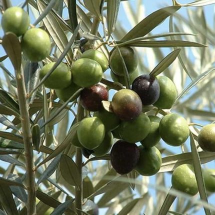 Sepetim 2 Yaş Edremit Zeytin