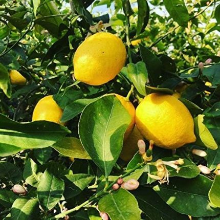 Yaş Aşılı Yediveren Mayer Limon Fidanı, Torbada