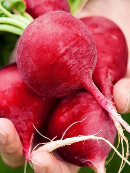 Garden Doğal Kırmızı İri Turp 100 Ad. Tohum