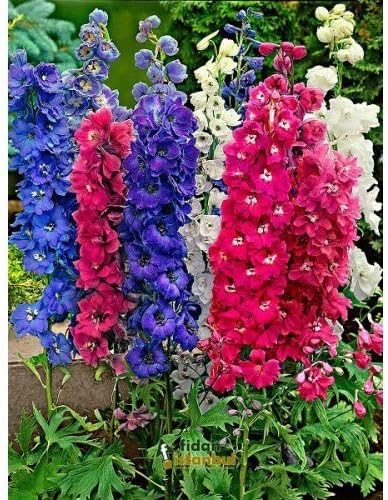 Çiçek Tohumu- DELPHINIUM MIX (~ Takribi 30 Tohum)
