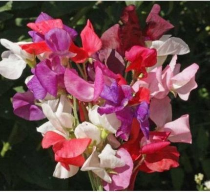 Dünyam 10 Adet Sweet Pea Royal Family Mix Tohumu