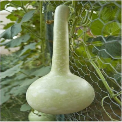 Look Nadir Su Kabağı Tohumu 3 Adet Tohum Süs Kabağı Tohumu TH-thmcmthm28