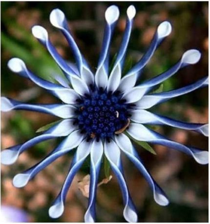 Dünyam Nadir Ithal Dev Mavi Papatya Tohumu 5 Adet Tohum Çiçek Tohumu