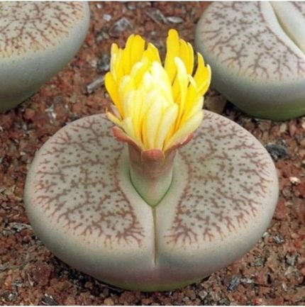 Look Lithops Pseudotruncatella Sukulent Tohumu TH-dshnglookthm018