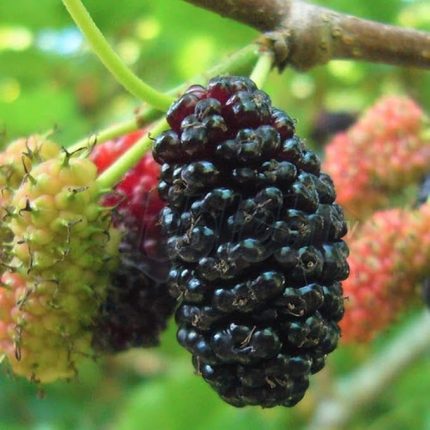 Morus Sp Yediveren Avustralya Dut Fidanı