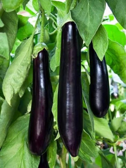 Garden Doğal Patlıcan Meşhur Aydın Siyahı 100 Ad. Tohum