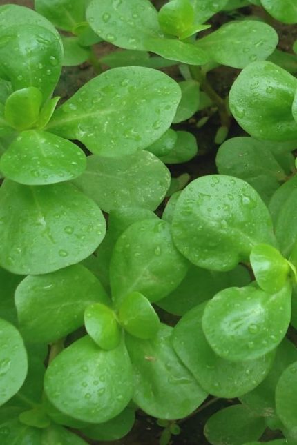 Yediveren Semiz Otu Tohumu / 100 Adet Tohum