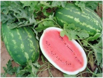 Dünyam Agrobazaar Allsweet Karpuz 10+ Tohum