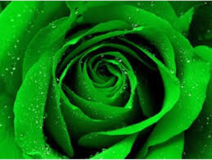 Look Yeşil Gül Tohumu Tropikal Çiçek Tohumları (10 Adet Tohum) TH-NT199