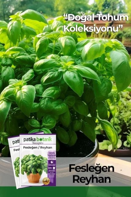 Botanik 100 Adet Yeşil Fesleğen - Yeşil Reyhan (Ocimum Basilicum) Tohumu