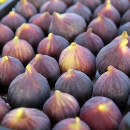 Tüplü İri Meyveli Dürdane Bursa Siyahı İncir Fidanı