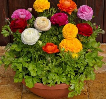 Çiçeği Tohumu (Katmerli Büyük Çiçekli) Karışık Renkli - 5 Tohum