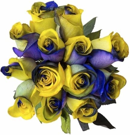 Dünyam 10 Adet Sarı Lacivert Gül Tohumu