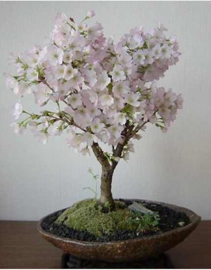 Look Beyaz Çiçekli Bahardalı Bonsai Ağacı Tohumu-10 Adet TH-2022dshnglkthm085