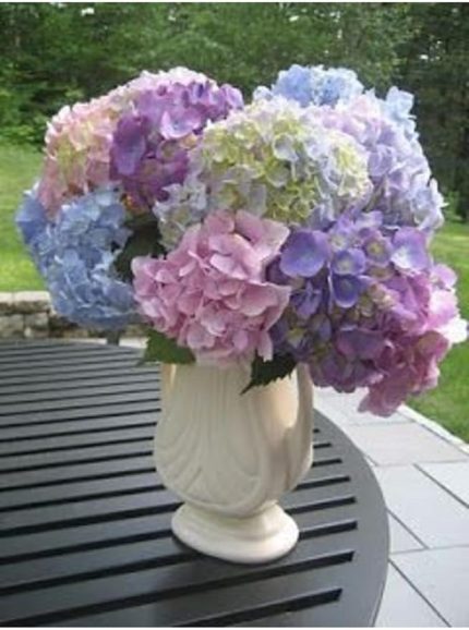 Look Soft Karışık Renkli Ortanca Çiçeği Tohumu-10 15 Adet TH-2022dshnglkthm126