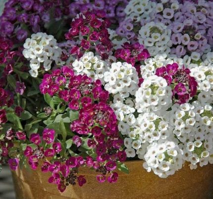 Halısı, Alyssum, Karışık Renkli (20 Tohum)