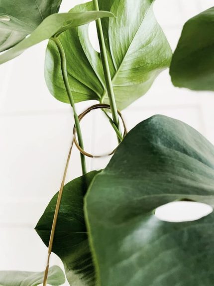 Bitki Destek Çubuğu / 65 cm/Metal/Tırmanma Çubuğu/Salon bitkileri için Sarmaşık Merdiveni