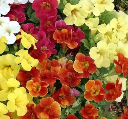 Karışık Mimulus Misk Çiçeği F1 Tohumu (30 Tohum)