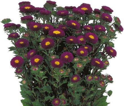 Kasımpatı F1 Tohumu (15 Tohum)