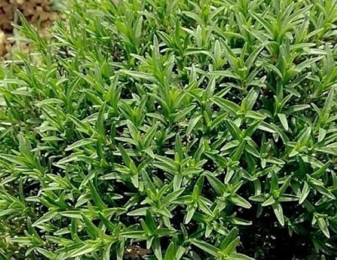 61p-xJ8DSML._AC_SX679_