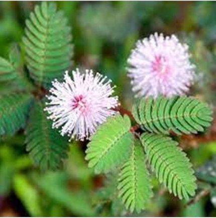 Dünyam 20 Adet Mimosa Pudica Tohumu