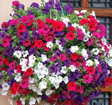 Petunya Çiçeği Tohumu (İri çiçekli Bodur) Karışık Renkli - 15 Tohum