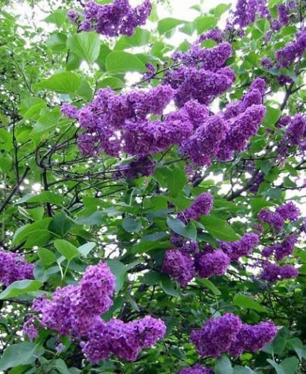Leylak ağacı fidanı [Syringa chinensis) 3 Yaş