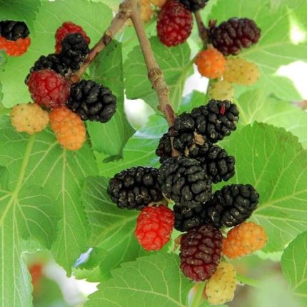 Tüplü Aşılı Leziz Aromatik Ekşi Kara Dut Fidanı