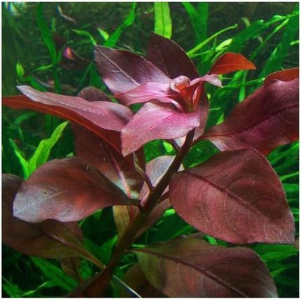 Repens Rubin Saksı- Canlı Bitki