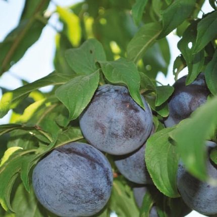Yaş, Aşılı KATANYA Erik Fidanı, Torbada