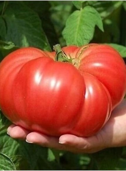 Look Dev Büyük Domates Tohumu 20 Adet TH-2022dshnglkthm215